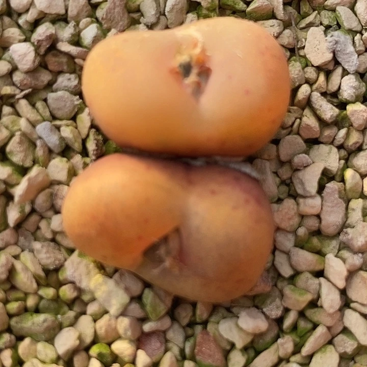 16559吕氏母本一颗