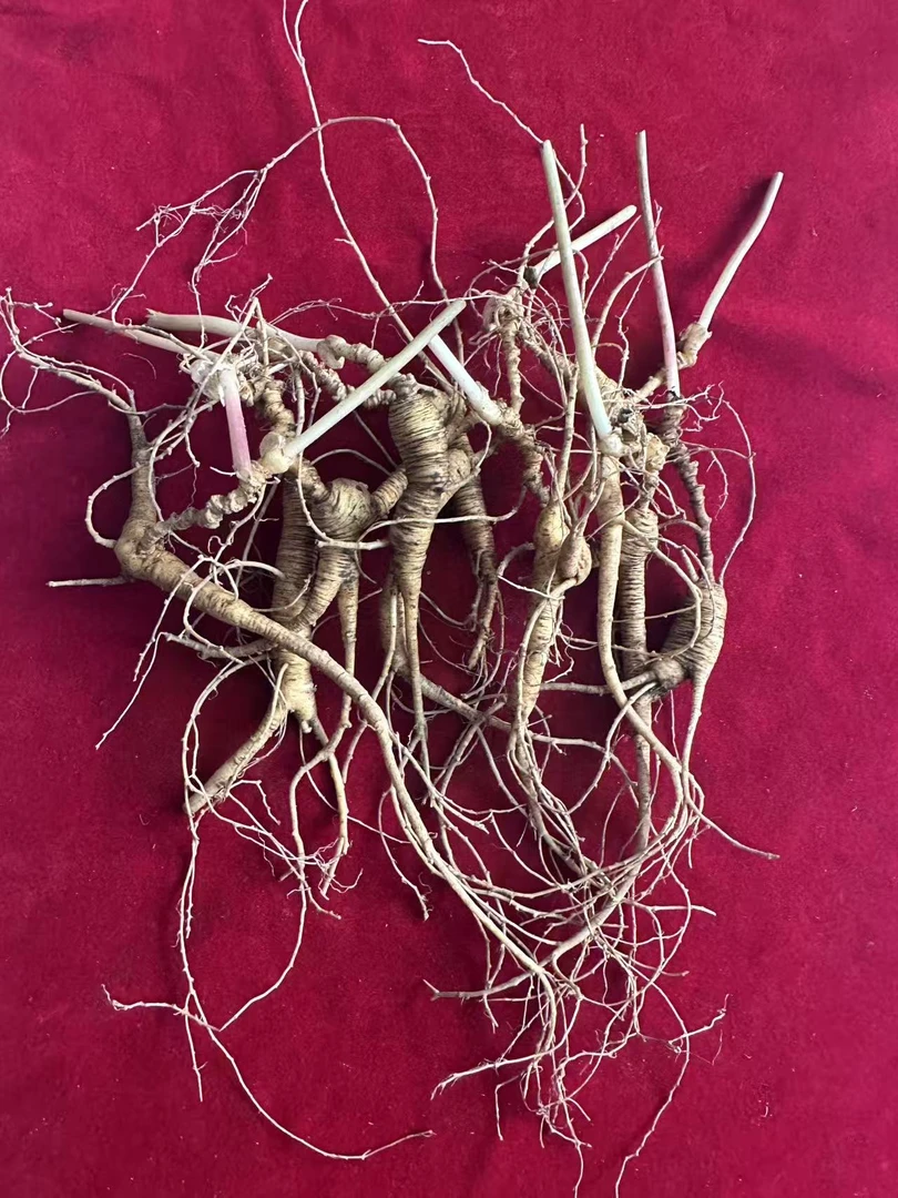 林下参18年左右籽10支（30-40克）