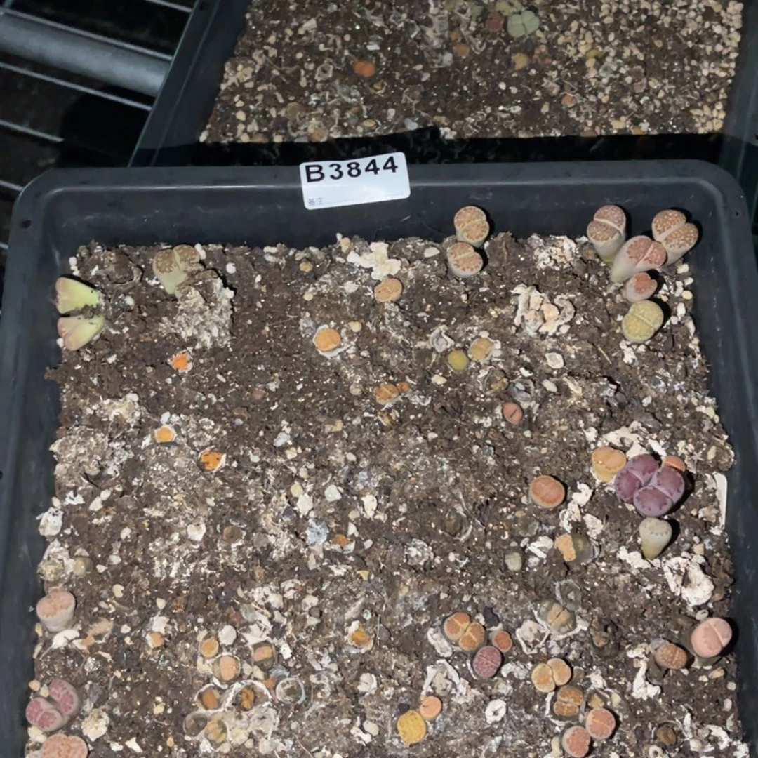 小***暨3844福利筐1不售后