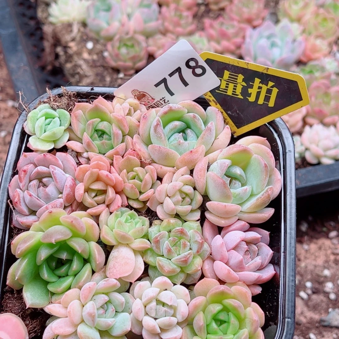 多肉植物多肉植物