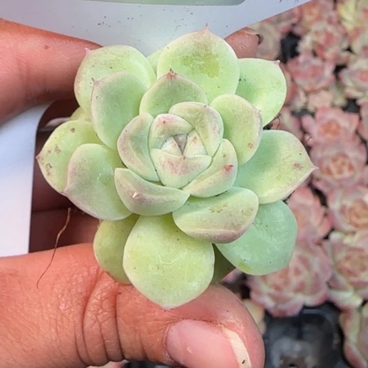 228号财富密码