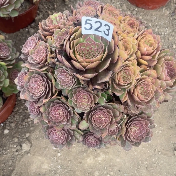 无花朵523多肉植物红魔