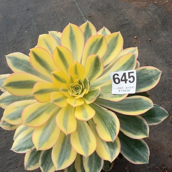 645多肉植物灿烂