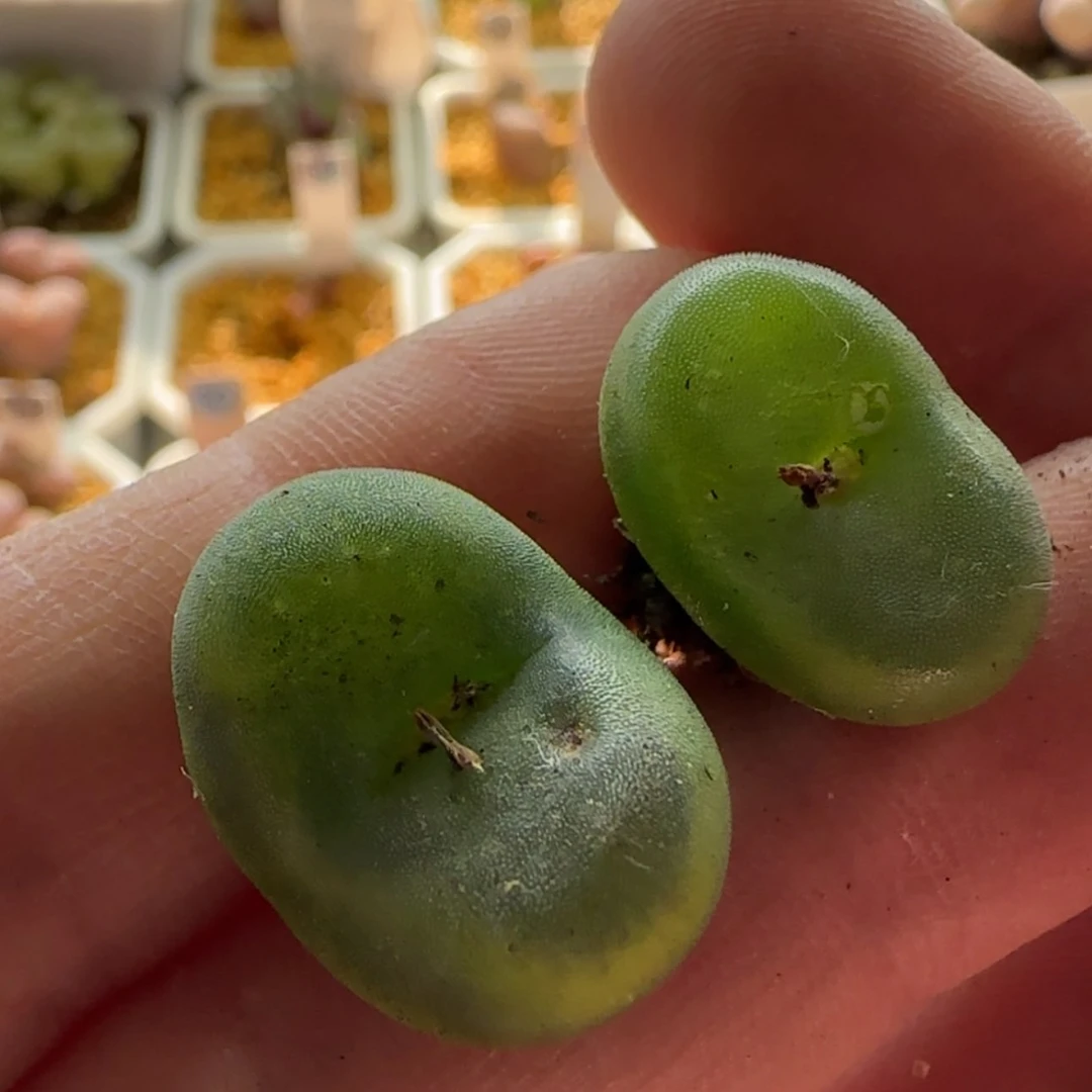 【闪购商品】1290水晶鞋当天28包邮非偏远