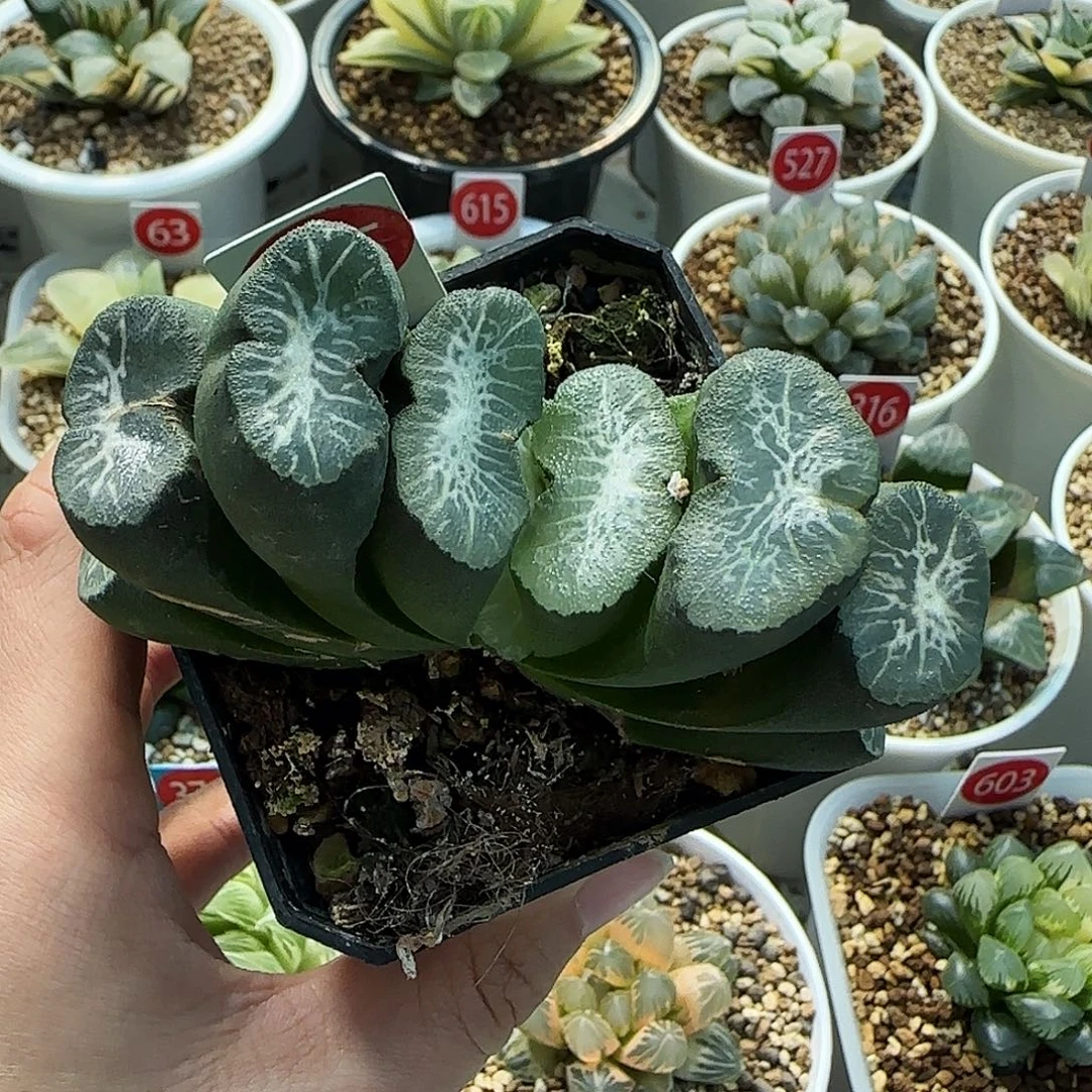 285号实生玉扇一物一拍带盆土