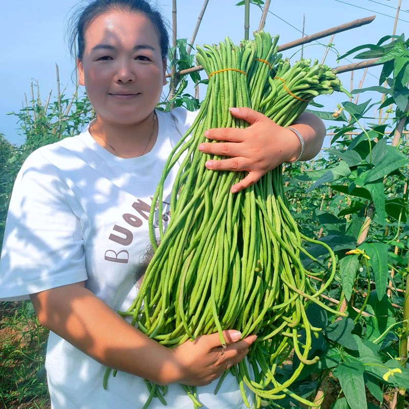 四川长豆角新鲜蔬菜农民小菜园种植嫩豆橛子现摘现发豇豆脆嫩豆角