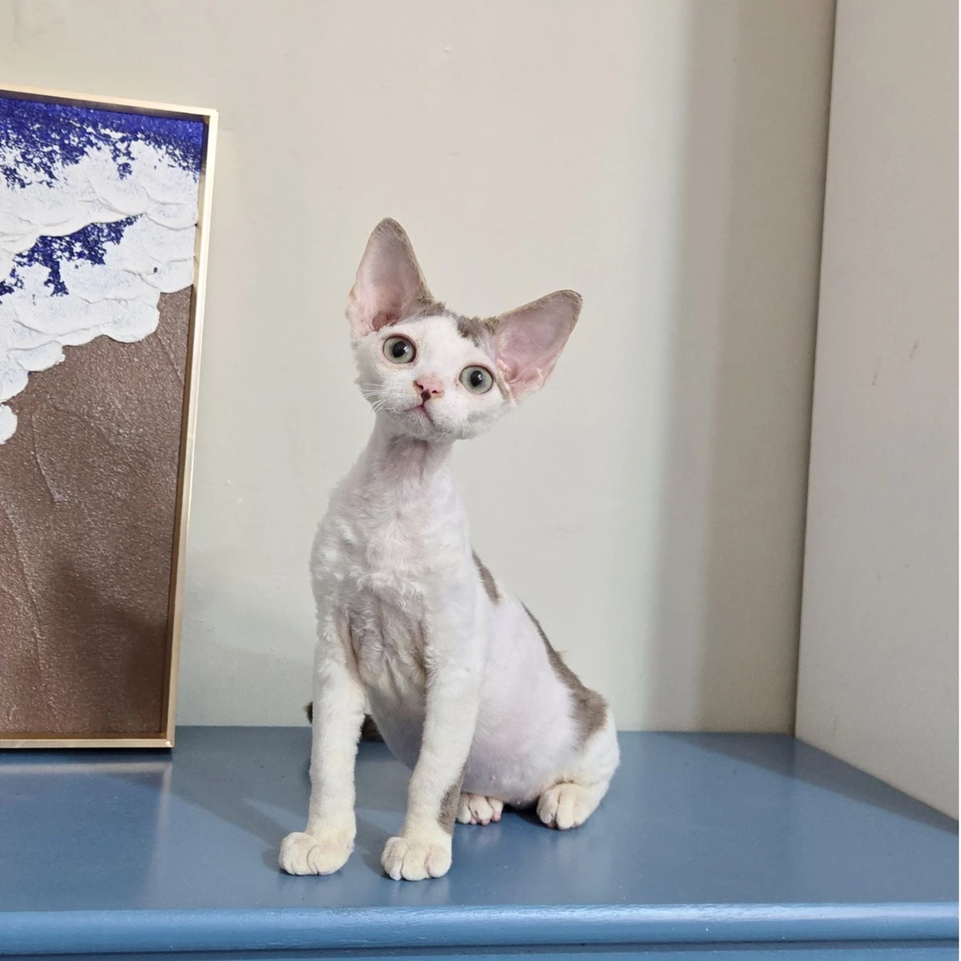 想养猫 德文卷毛猫咖色加白弟弟 三针齐全