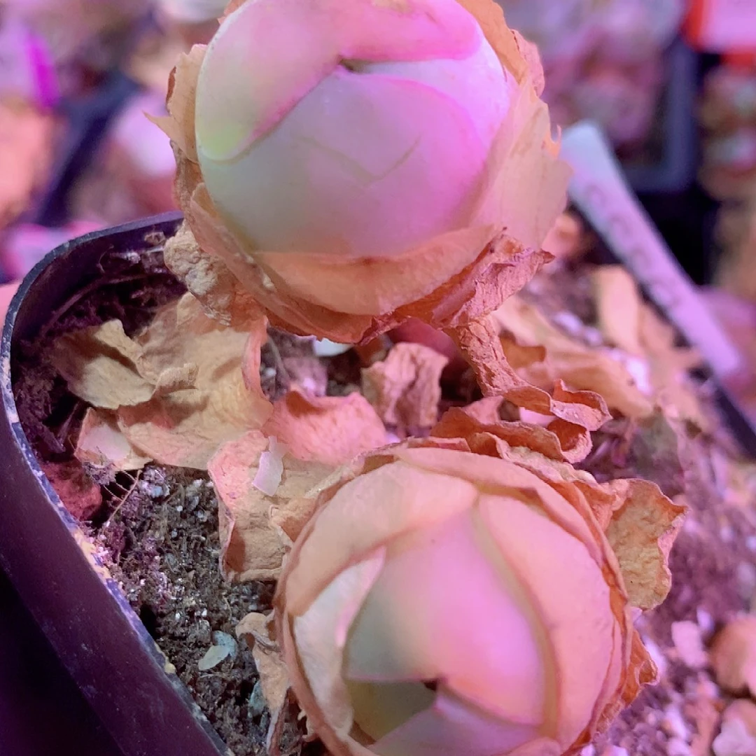 仔仔两个一物一拍005