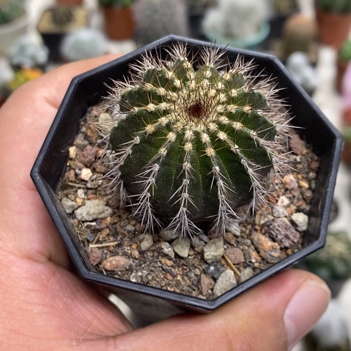 实生尤博球特价福利