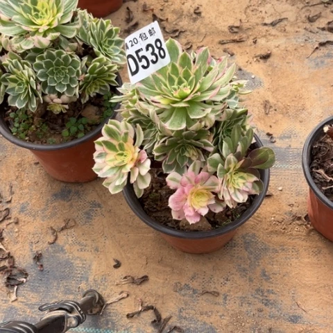 538海鲜不包断枝