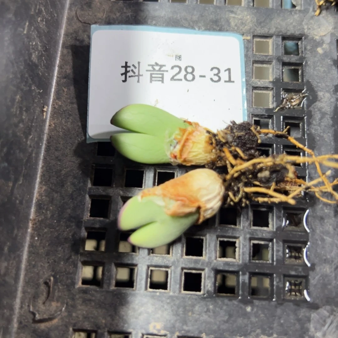 28-31量拍白花大枪一颗。多肉