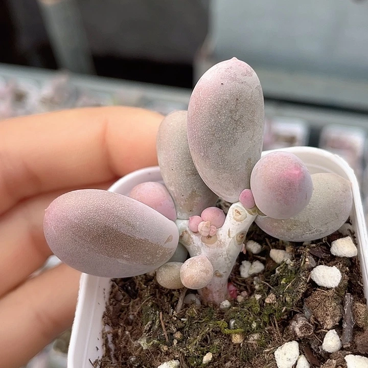 一我一拍满18包邮
