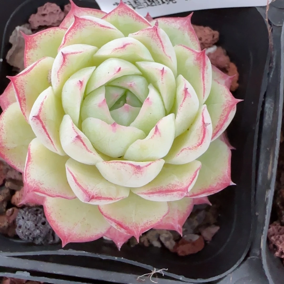 花语逸镜0204-729