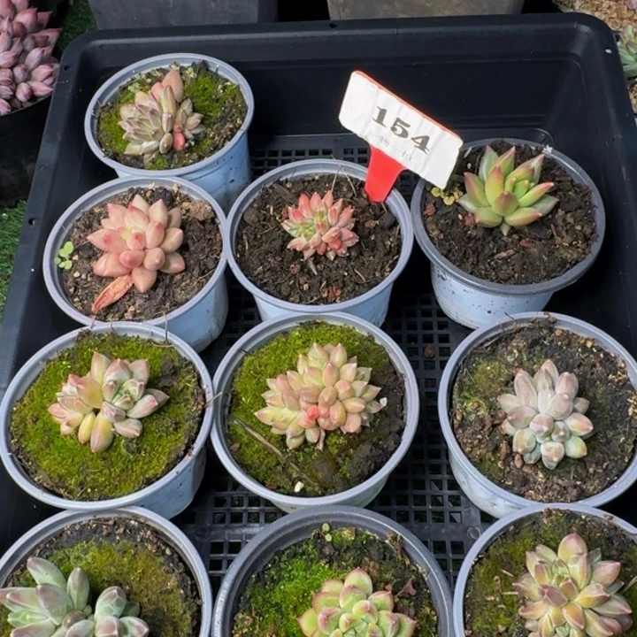 154多肉植物一物一拍