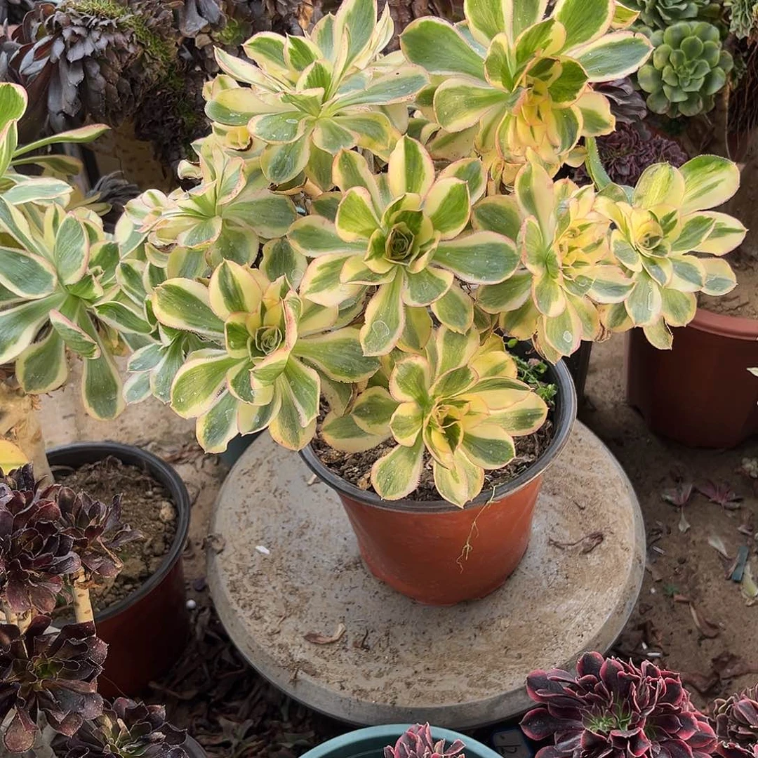 14燕姿无主头法师多肉植物