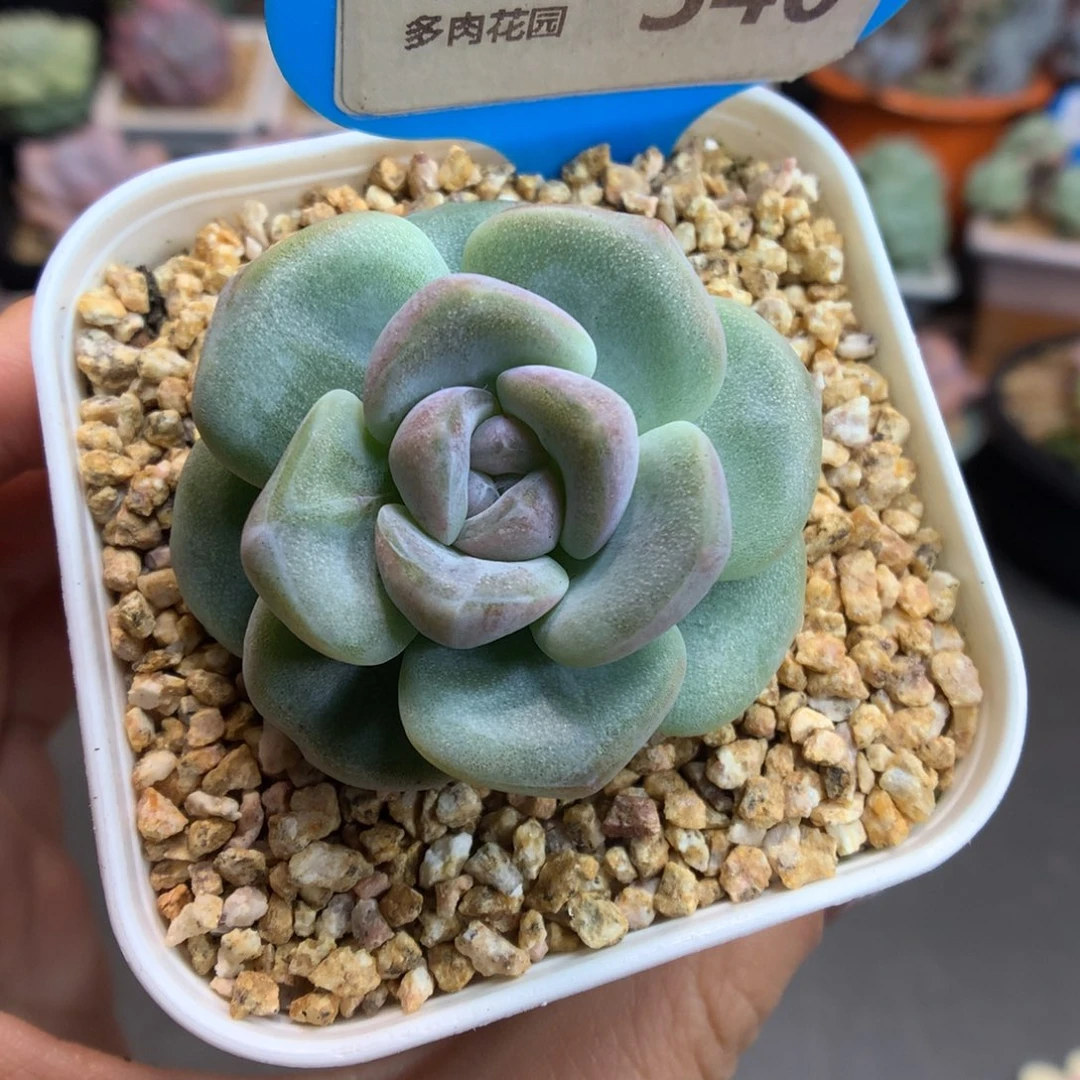340花朵脸冰玉石化多肉植物