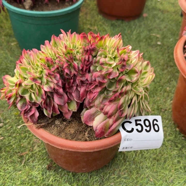荔枝法师锦缀化596