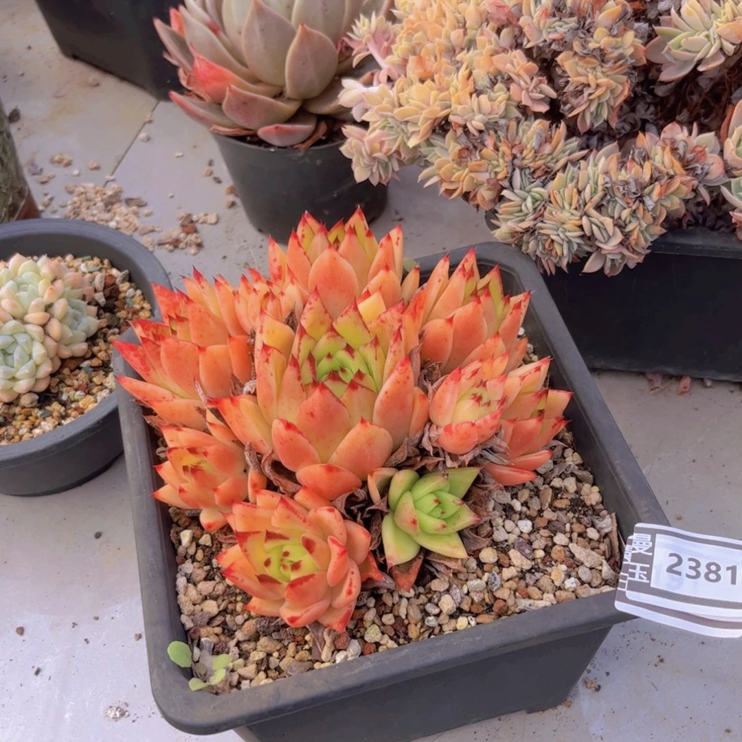 橙乌木多肉植物2381