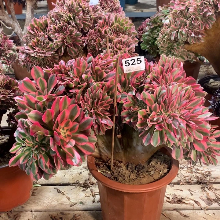 525粉女巫缀多肉法师