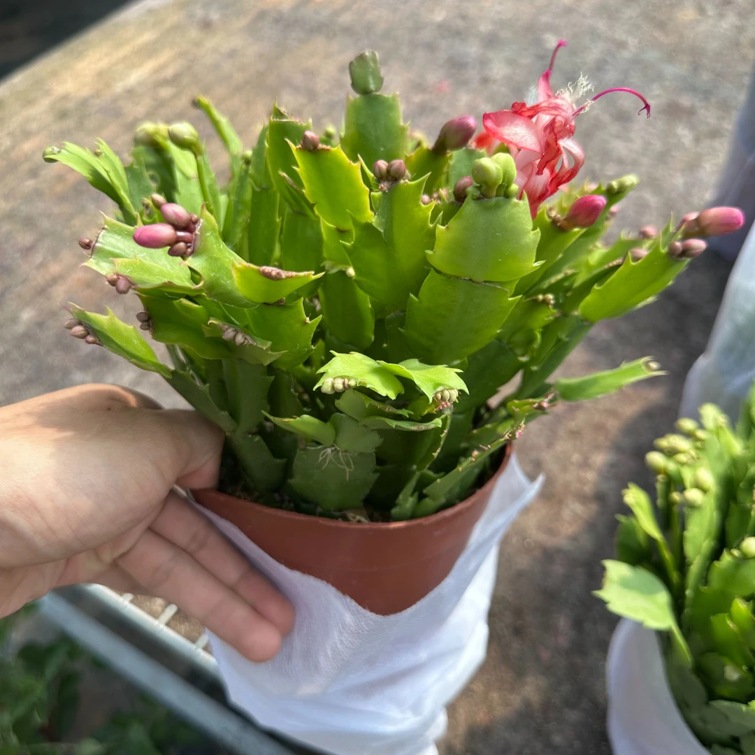 中昌花卉【蟹爪兰】花苞多好养四季开花耐旱