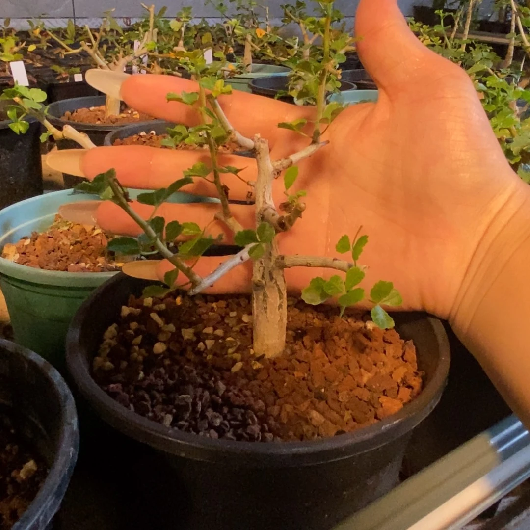 好望角开瓶器没药实生