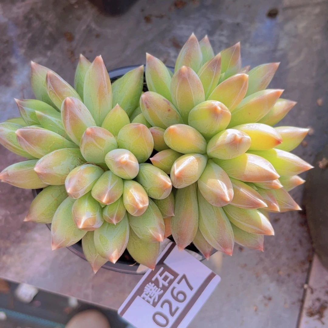 重楼0267多肉植物