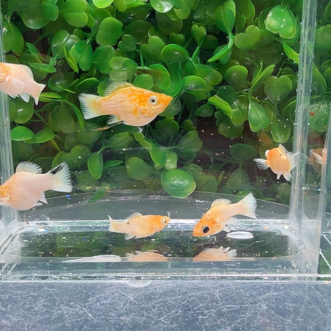 孔雀鱼黄金玛骊球苗6条。不分公母