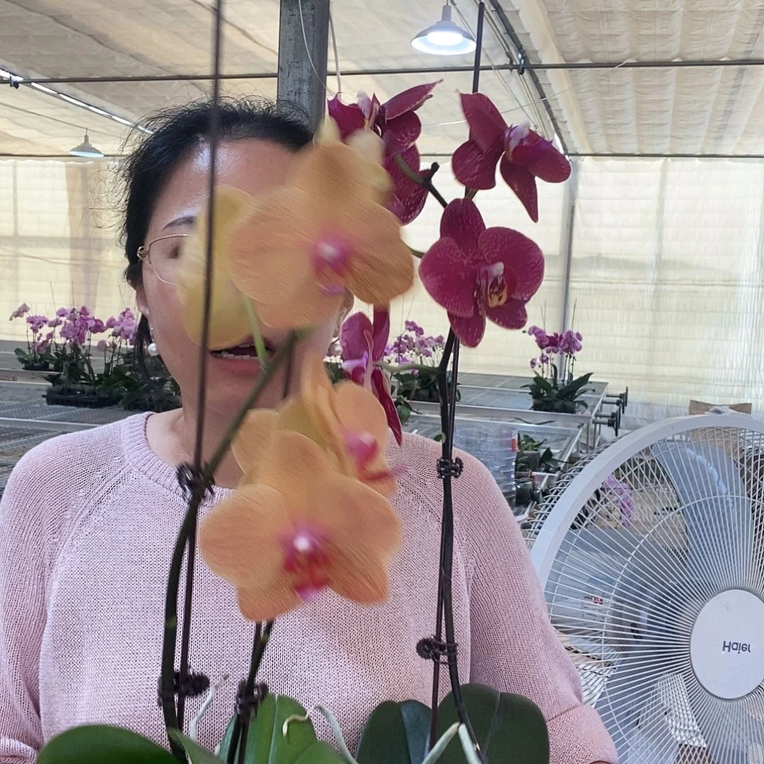 完全开放圣马力诺，突尼斯瑕疵两颗组合