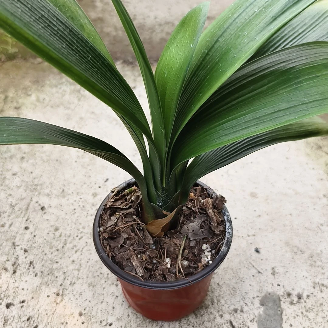 才***根当前无花栽培后可以开花盲盒大苗残叶特惠一棵