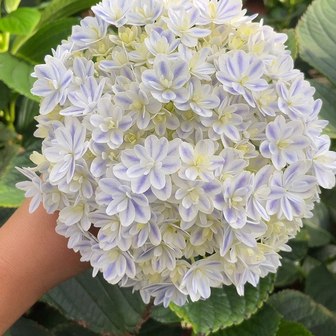 绣球切花一物一拍3枝起包邮，185