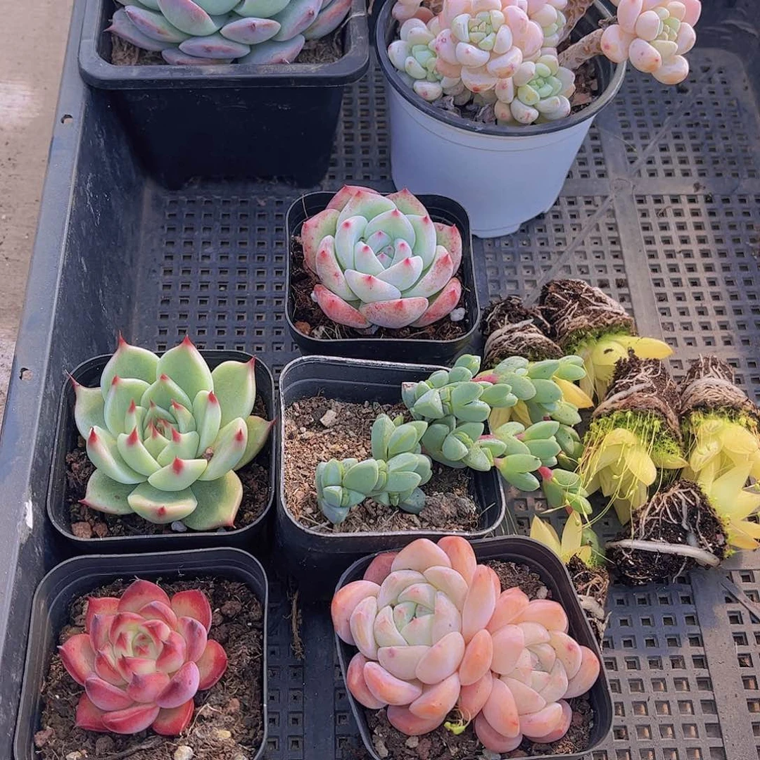 多肉477多肉植物