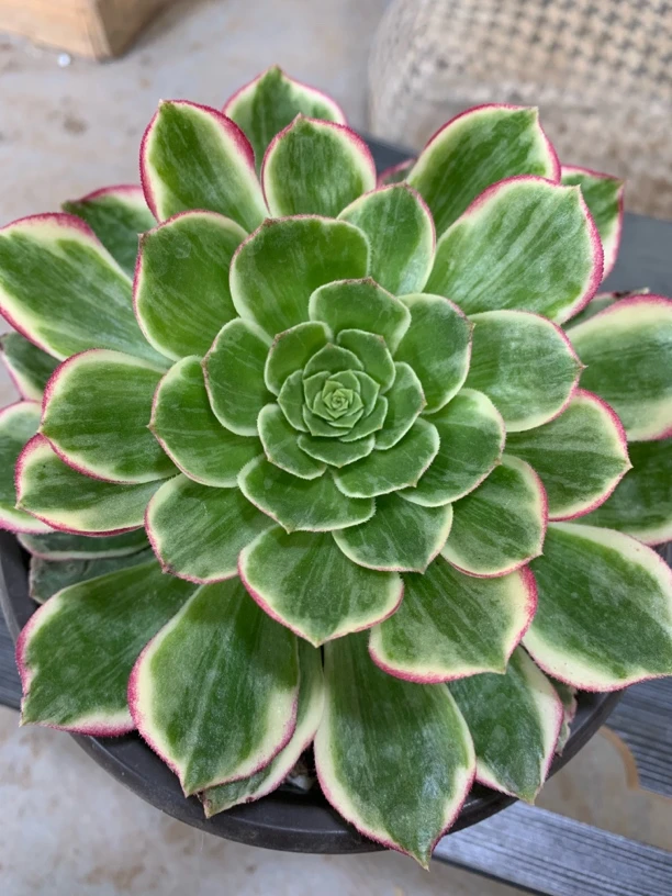 万七彩 海王  万花筒…………