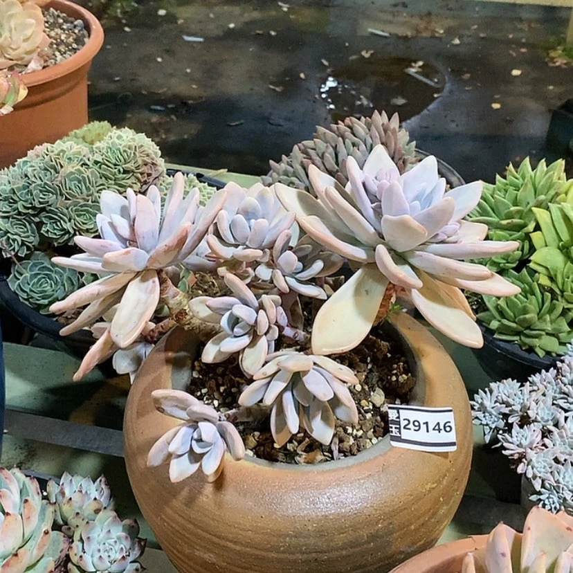 【闪购商品】粉兔29146