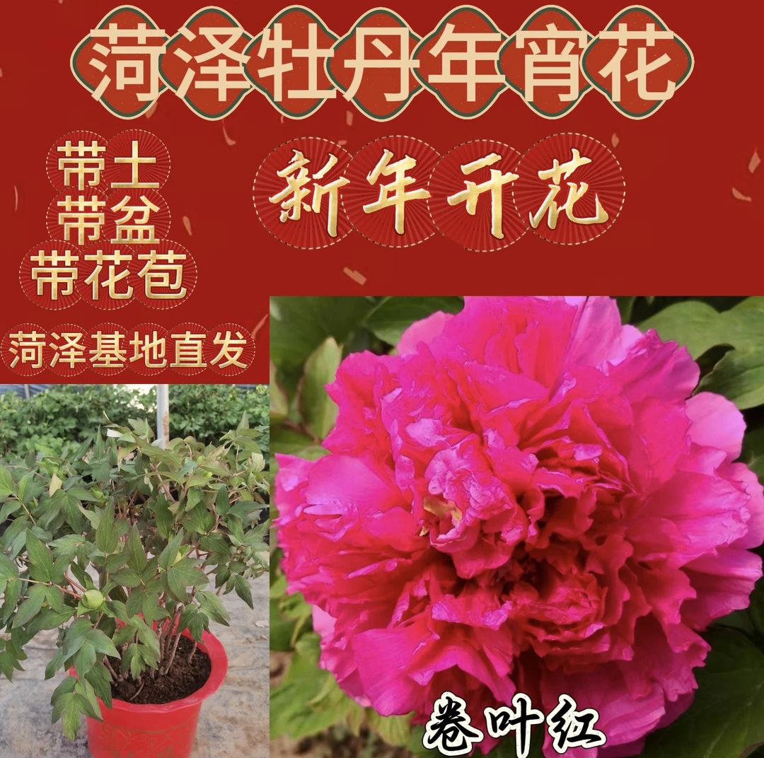 （卷叶红牡丹国色芳华）菏泽催花牡丹年宵花盆栽带花苞基地直发
