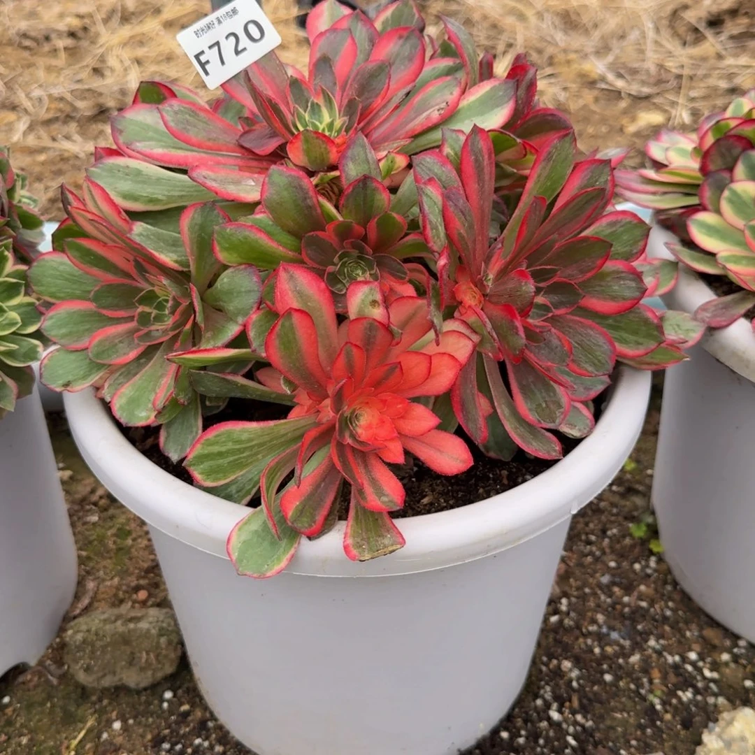 720黑魔锦。多肉植物