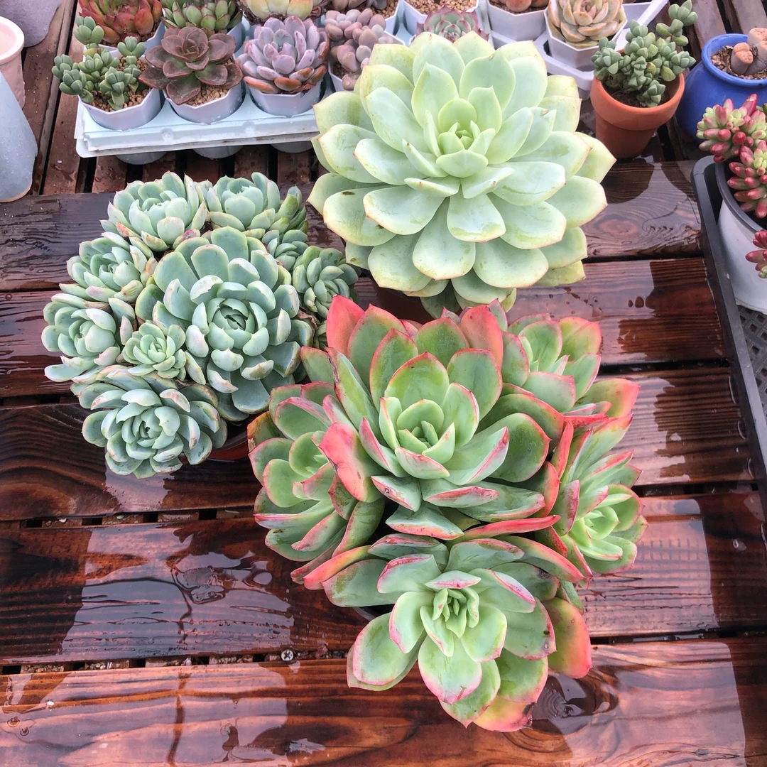 Y云南组三绮罗群恋曲贝瑞群大颗多肉植物裸根脱土组合新手好养
