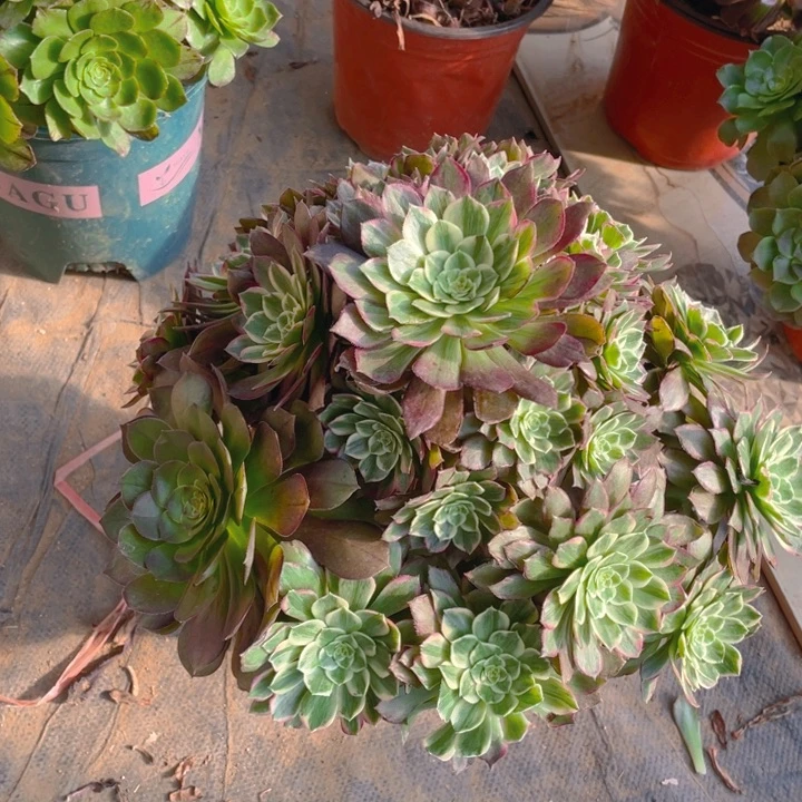 多肉如图水晶莲花法师