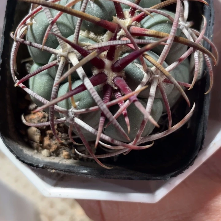 用****9高木非冠龙实生