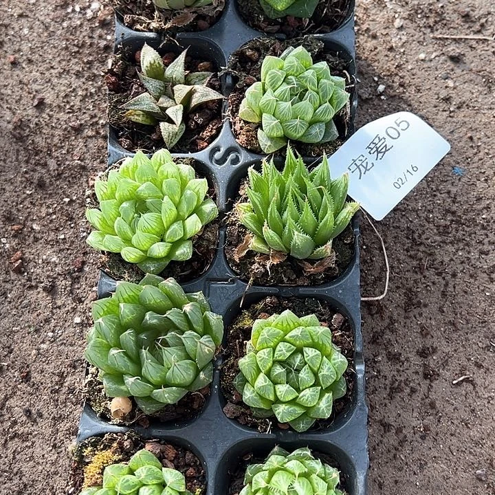 直播福利一物一拍05