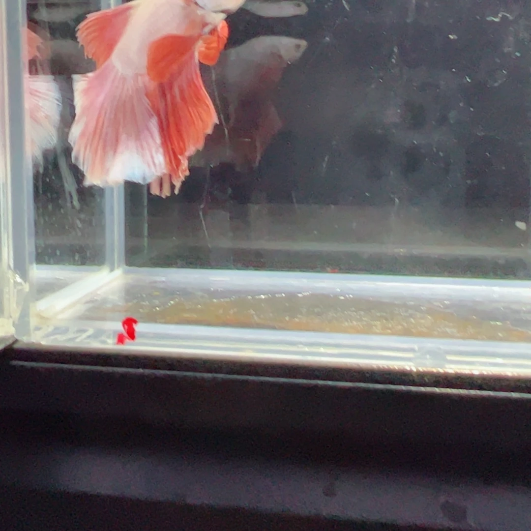 斗鱼浅色仙仙裙特殊尾