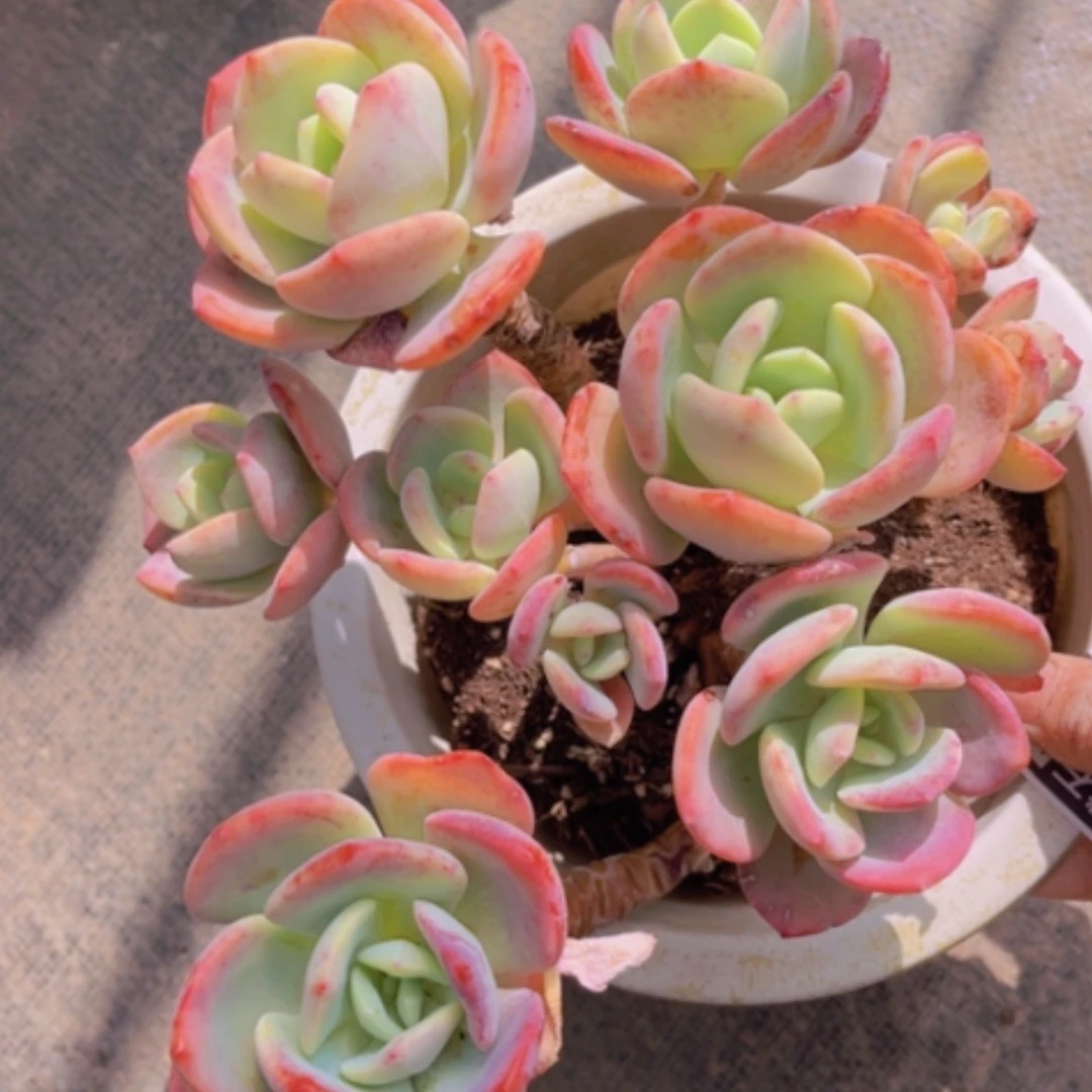 【闪购商品】白月光处理16119