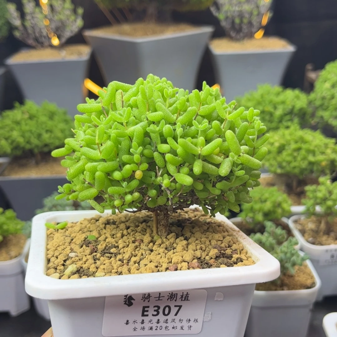 307蜜橘糖球枝干番杏