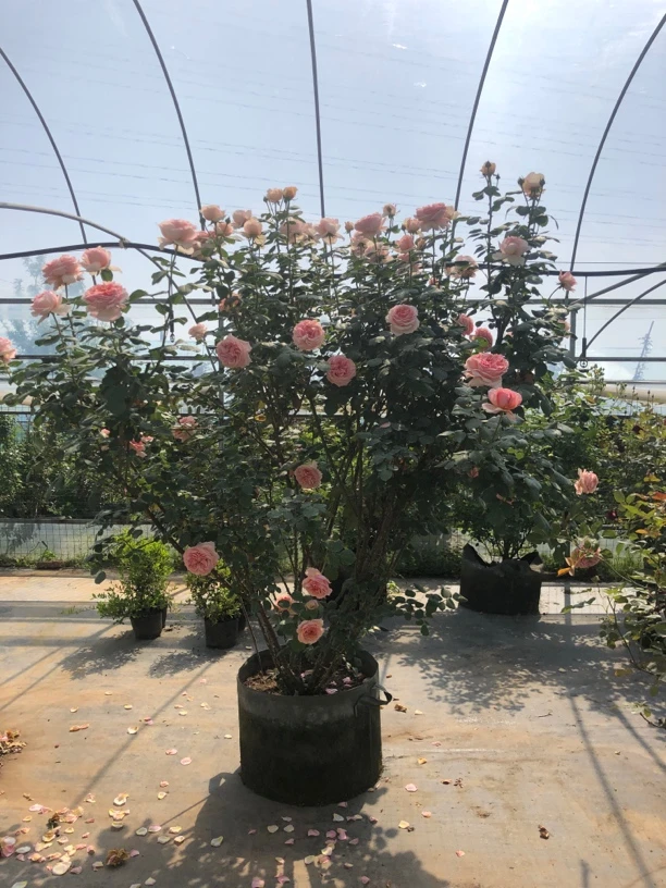 超大母本原生老桩灌木月季花苗盆栽带花苞室内阳台植物花卉