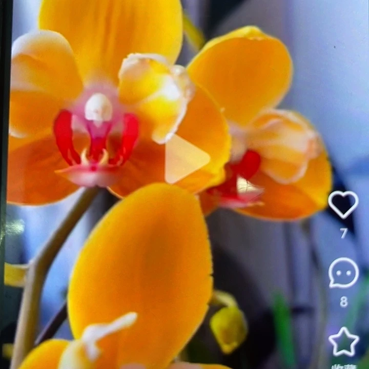 蝴蝶兰越南王子变异1.7苗