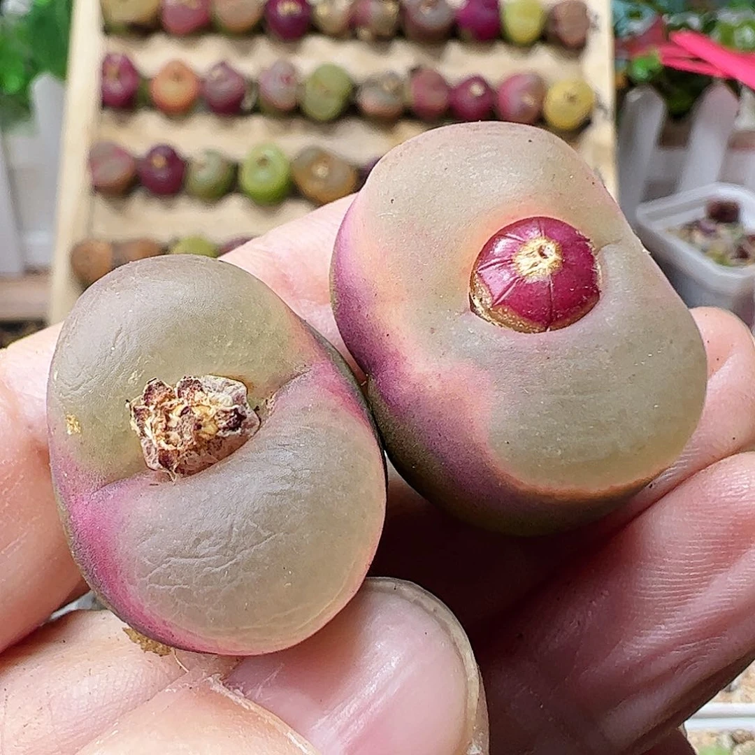 荔枝毛一手包邮……………………