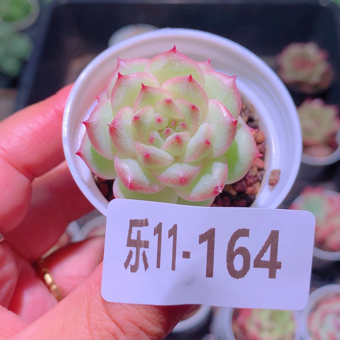 乐然11-164 新品单头