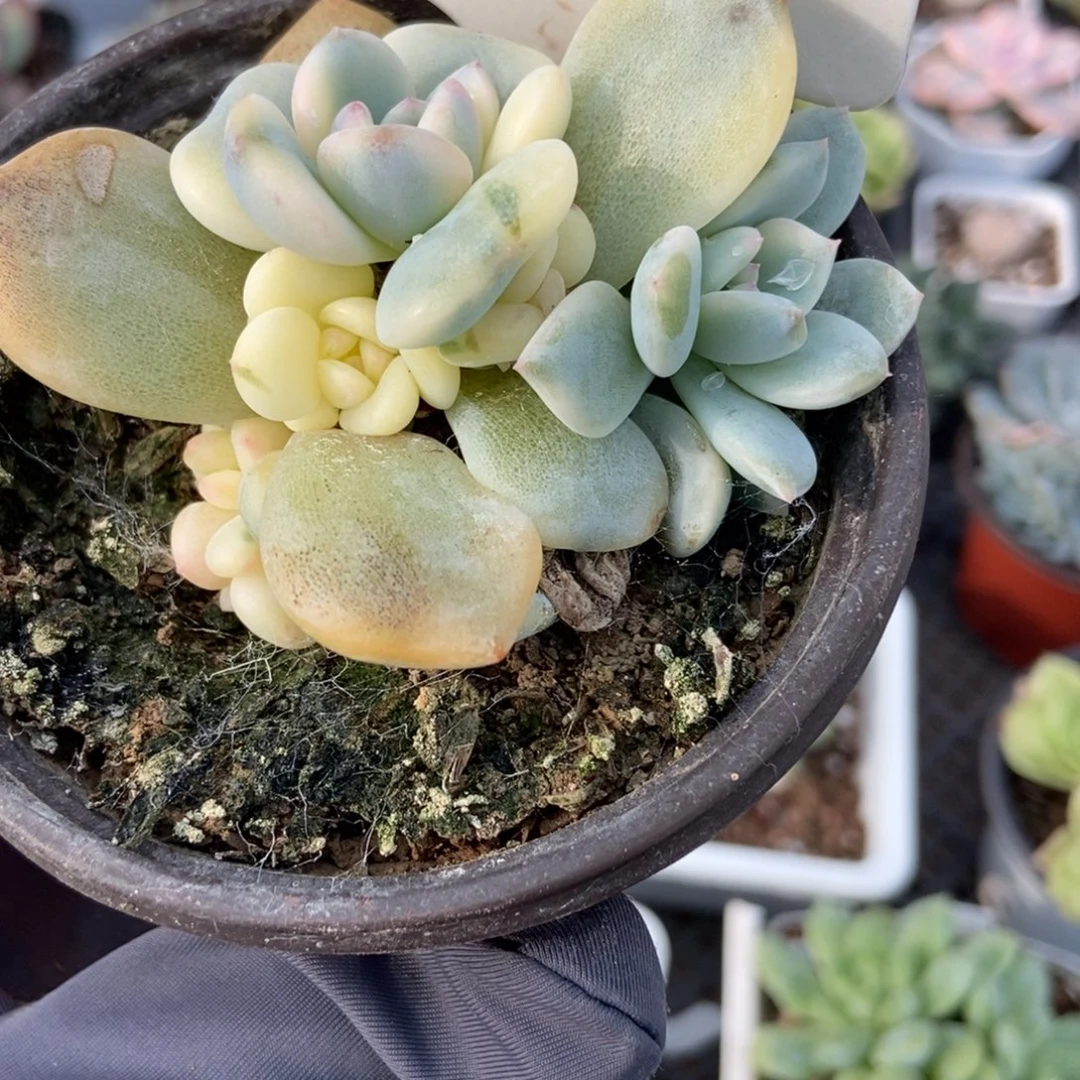 1077梦露锦多肉植物