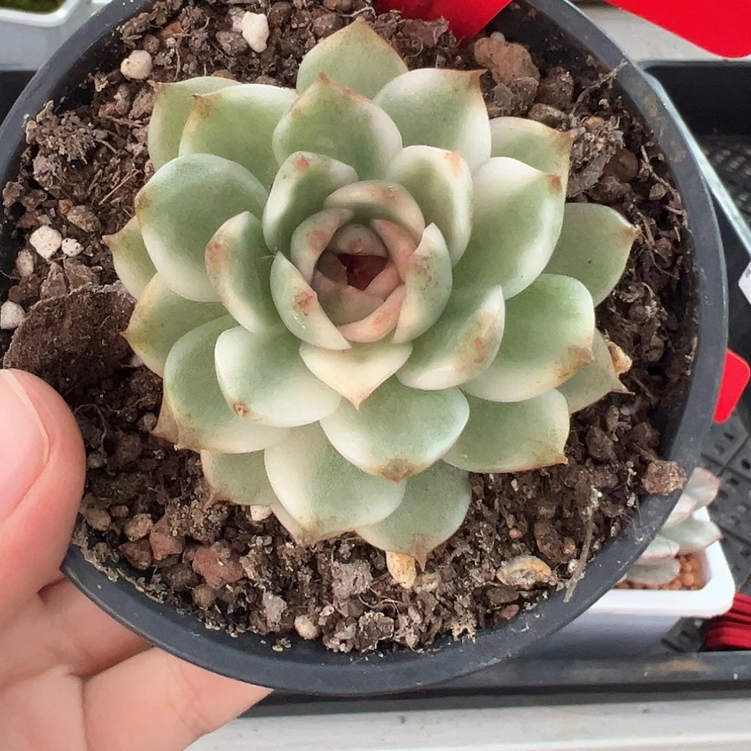34号黑水晶锦多肉植物