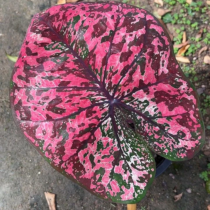 127-0919彩叶芋泰国发