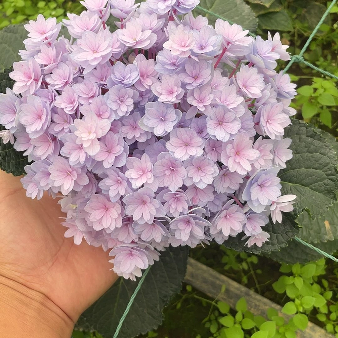 绣球切花一物一拍3枝起包邮，10